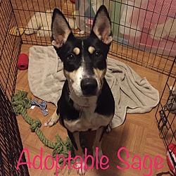 Thumbnail photo of Sage 2.0 (fostered in Maine) #3