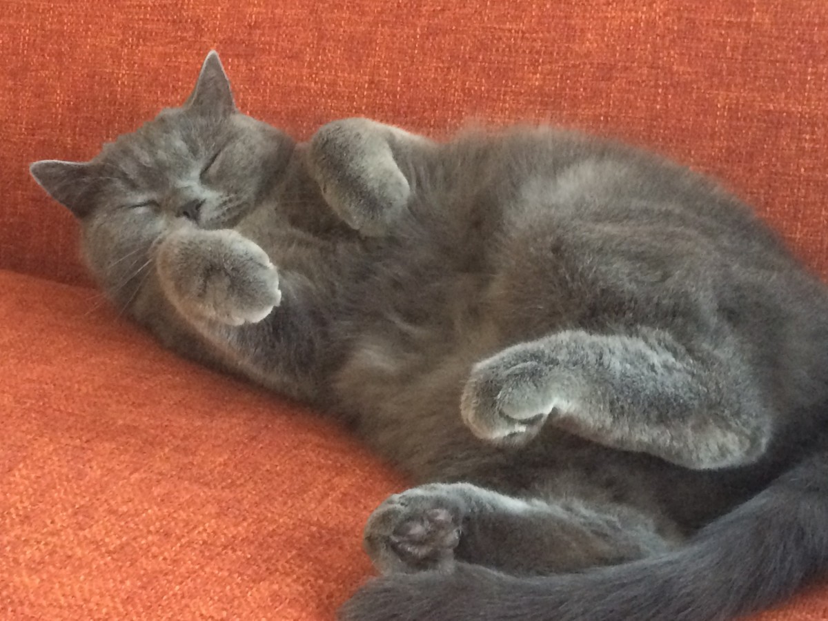 Adopt Teddy A Gray Or Blue British Shorthair Cat In ...