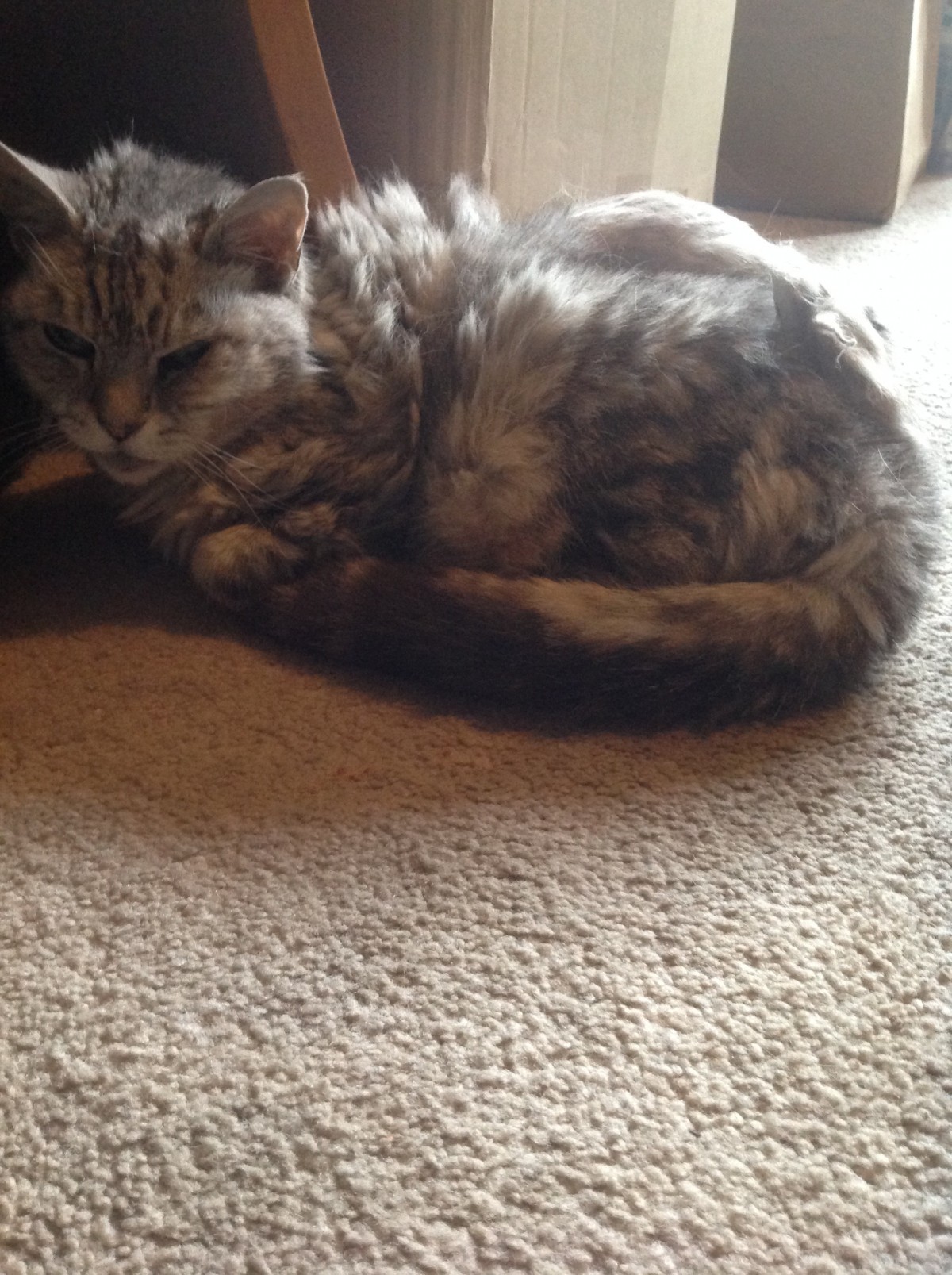grey tabby bengal mix grey tabby bengal mix