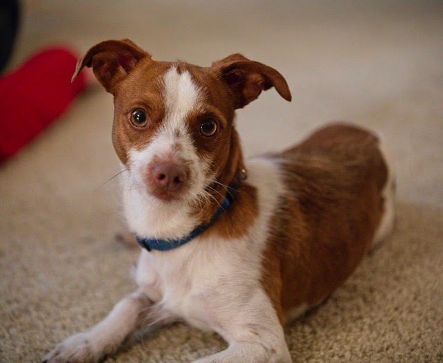 Adopt Nugget a Brown/Chocolate with White Rat Terrier