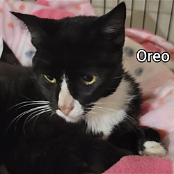 Thumbnail photo of OREO #4
