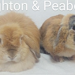 Thumbnail photo of Peabody & Peighton #1