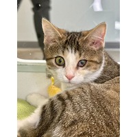 adopt-pet