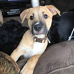 Thumbnail photo of Puppy Yellow -Adoption Pending #1
