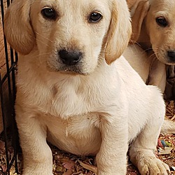 Anderson SC Basset Hound Labrador Retriever. Meet Male Bassador