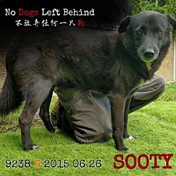 Photo of Sooty 9238