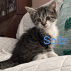 Photo of Spitz