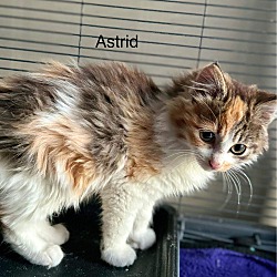 Thumbnail photo of Astrid #3