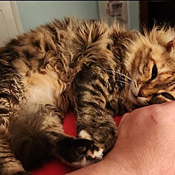 bonded pet photo