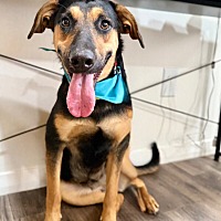 adopt a pet