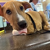 adopt a pet