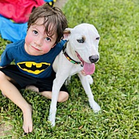 adopt a pet
