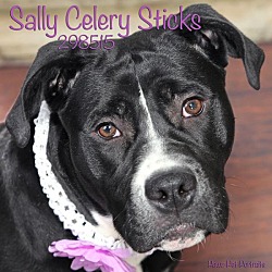 Thumbnail photo of Sally Celery Sticks #1