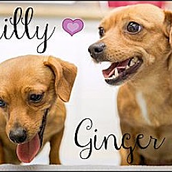 Thumbnail photo of Ginger and Lilly (Reduced) #3