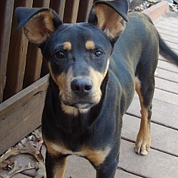 Manchester terrier shepherd mix best sale