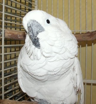 Adopt Gabby a Cockatoo bird in Edgerton, WI (29738784) | Female ...