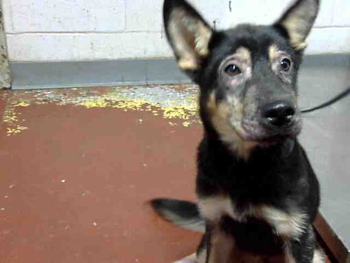 Atlanta, GA - German Shepherd Dog. Meet REGAL a Pet for Adoption ...