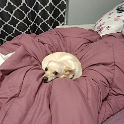 Photo of Marshmallow