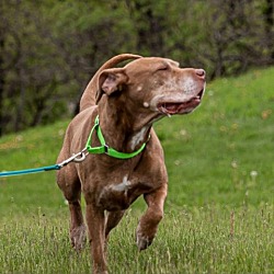 Photo of Bella