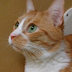 Thumbnail photo of Lewis (declawed) #3