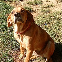 Home - Companion Pet Rescue & Transport