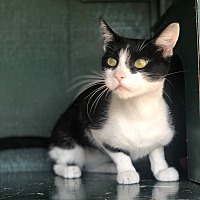 pets & pals animal shelter