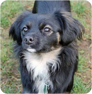 Lynnwood Wa Tibetan Spaniel Meet Cecil A Pet For Adoption