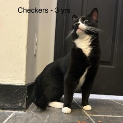 Photo of Checkers