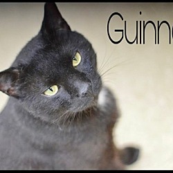 Photo of Guinness, Willow Grove PA (FCID# 03/5/24-166)