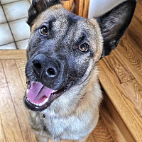 adopt a pet