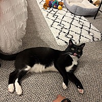 adopt a pet