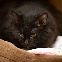 adopt-pet