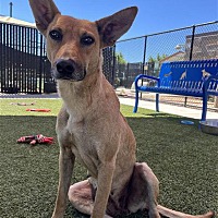 adopt a pet
