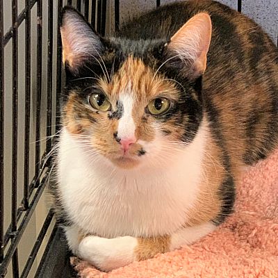 Naperville Il Domestic Shorthair Meet Twix A Pet For Adoption