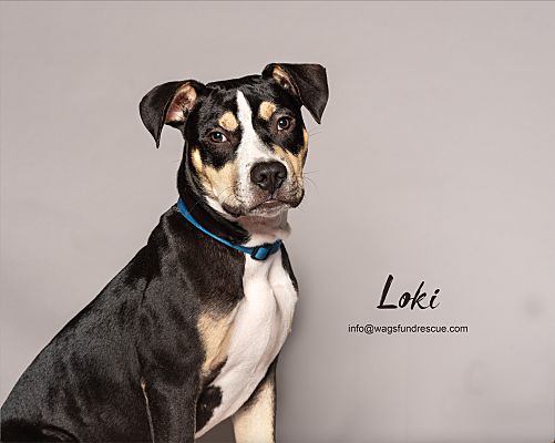 houston tx american pit bull terrier