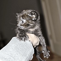 adopt-pet