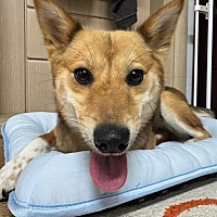 adopt a pet