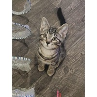 adopt-pet