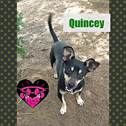 Photo of Quincey