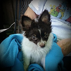 Thumbnail photo of Gizmo - Puppy #2