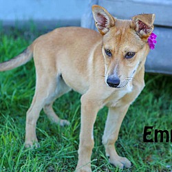 Photo of Emmy (fostered in TX)