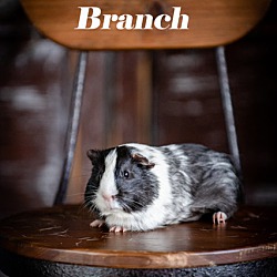 Thumbnail photo of Branch #1