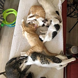 Photo of Kittens, Kittens, Kittens!!! - Napa