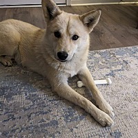 adopt a pet