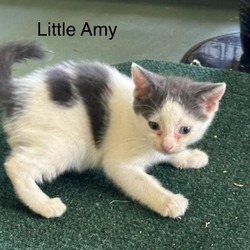 Photo of Little Amy