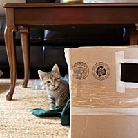 adopt a pet