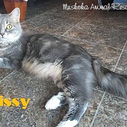 Thumbnail photo of Missy - Adopted February 2017 #1