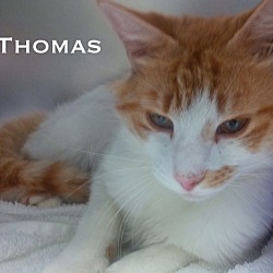 Thumbnail photo of Thomas #3