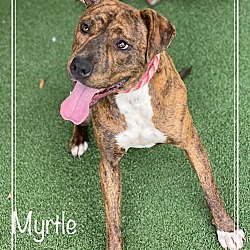 Photo of MYRTLE - see video