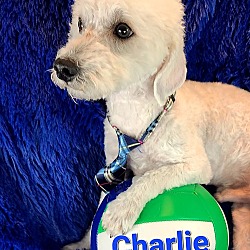 Photo of Charlie (13 lbs)